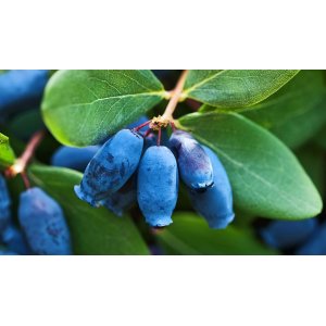 Zemolez kamčatský-Kamčatská čučoriedka (Lonicera kamtschatica) ‘BLUE FOREST’ - skorá, výška 30-50 cm, kont. C3L